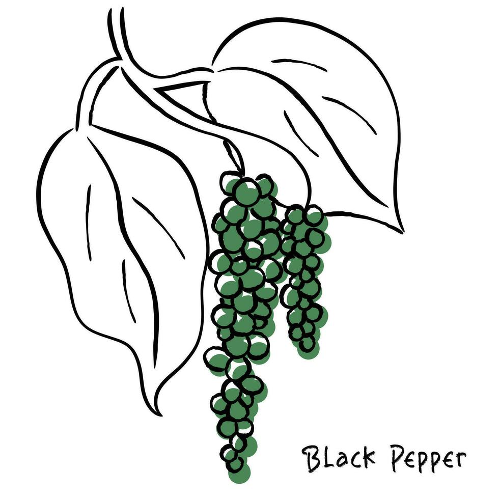 Vector of Black Pepper