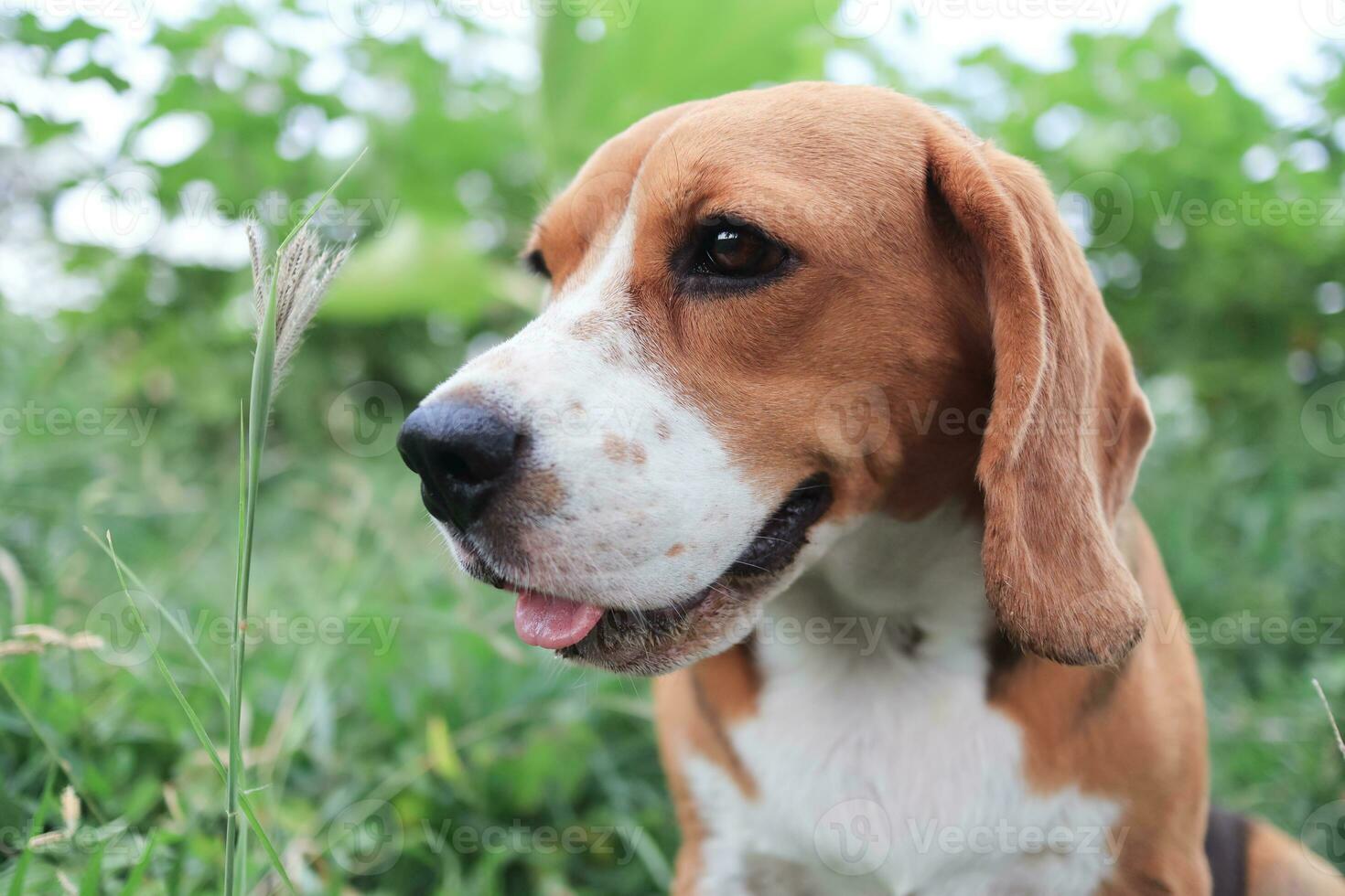 Closed-up on face  of a cute tri-color beagle dog sitting on the grass field. photo