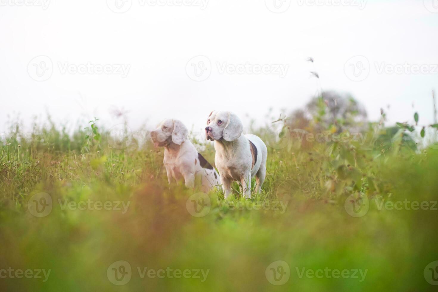 2 white fur beagle dogs standing in the  grass field ,looking for something in front of them. photo