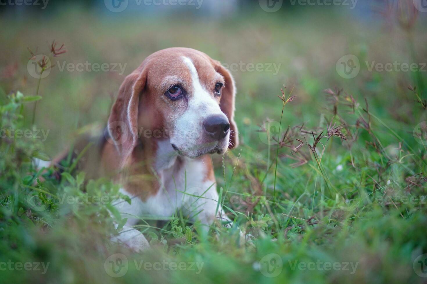 Portrait of a cute tri-color beagle dog sitting on the grass field under sunlight,selective focus,eye focused ,shooting with a shallow depth of field. photo