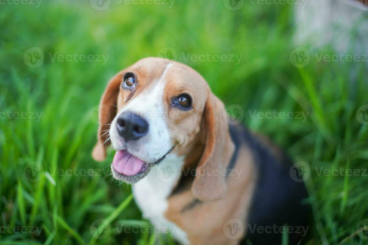 Top view closed-up on face focus on eye of a cute tri-color beagle dog sitting on the grass field ,shallow depth of field. photo
