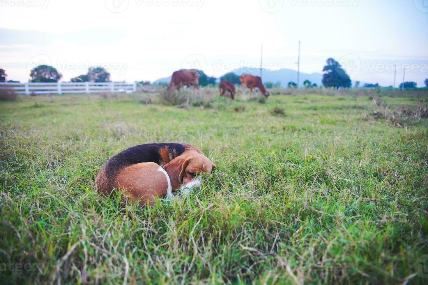 A cute  beagle dog is sunbathing by lying on the grass field. photo