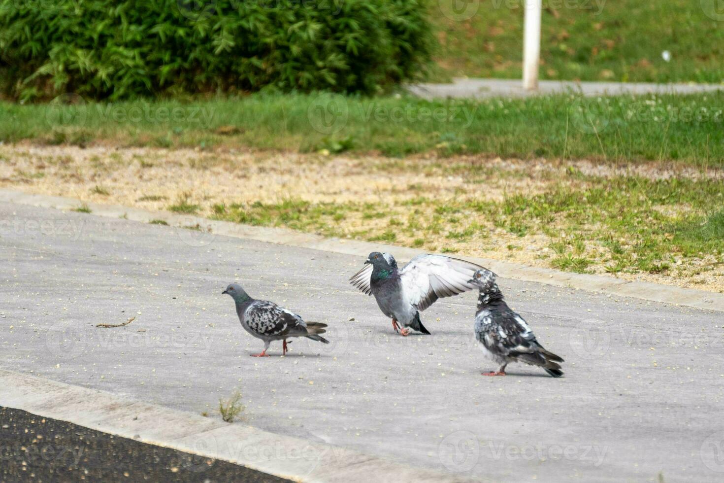 group of three common pigeons searching for food in a park photo