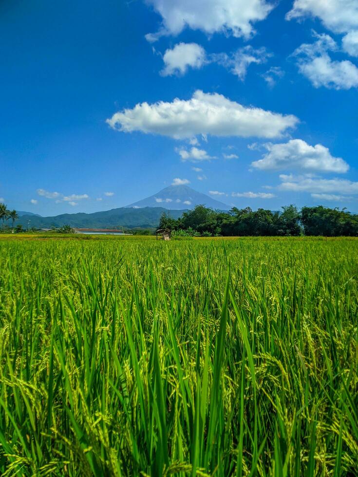 Green rice farm landscape against blue sky and mountains photo