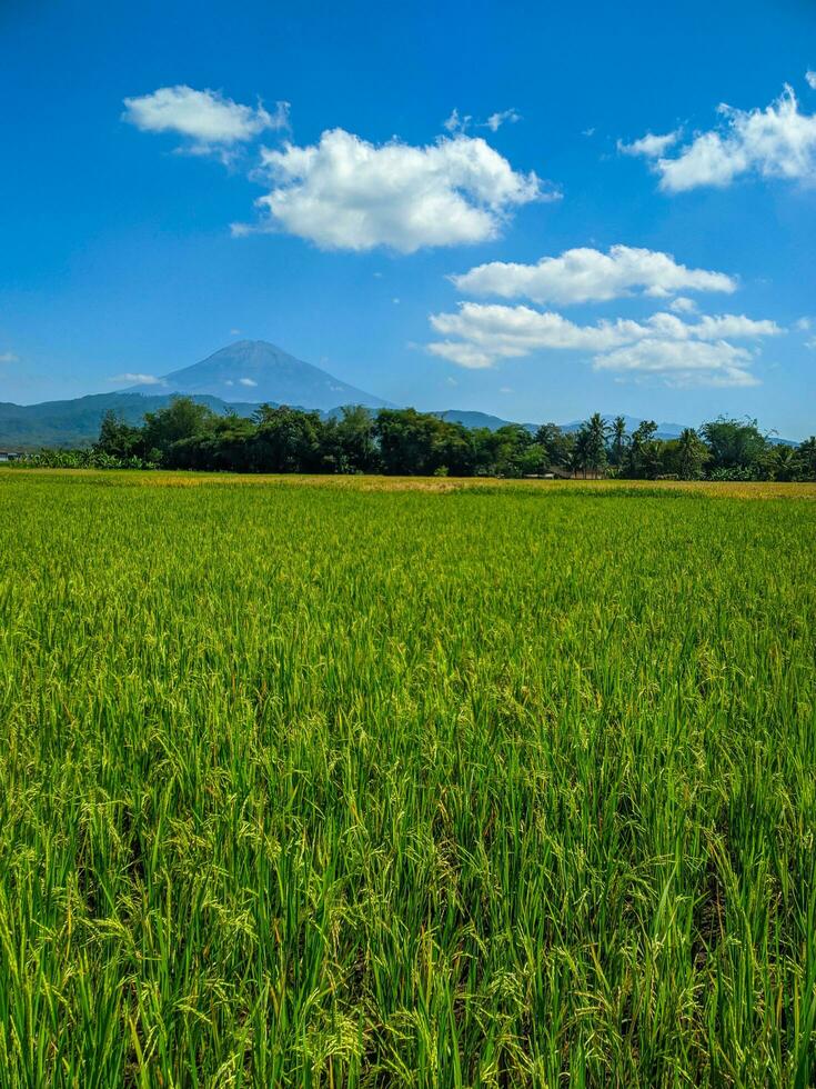 Green rice farm landscape against blue sky and mountains photo