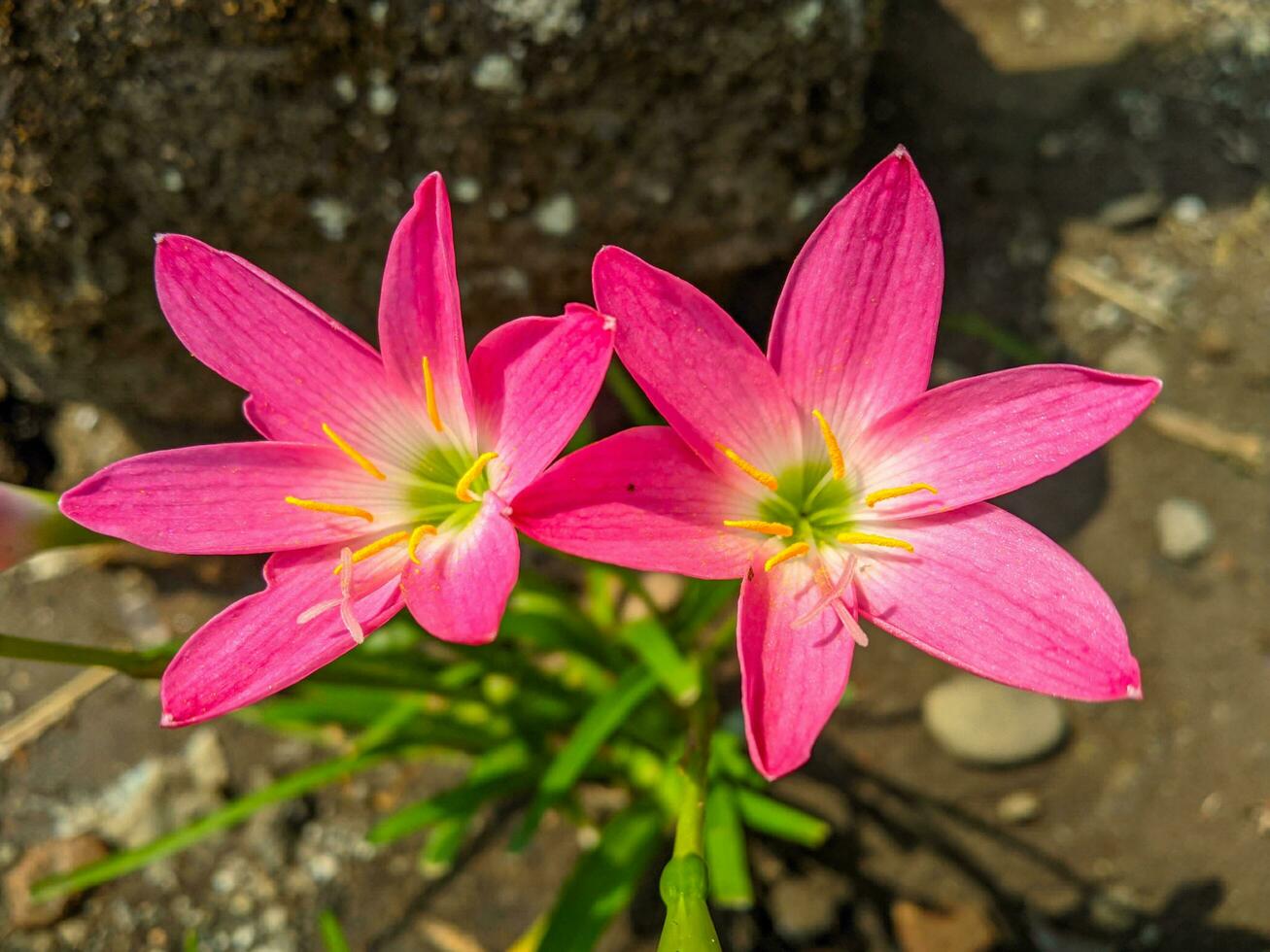 The pink rain lily is a species of plant of the genus Zephyranthes or rain lily native to Peru and Colombia. photo