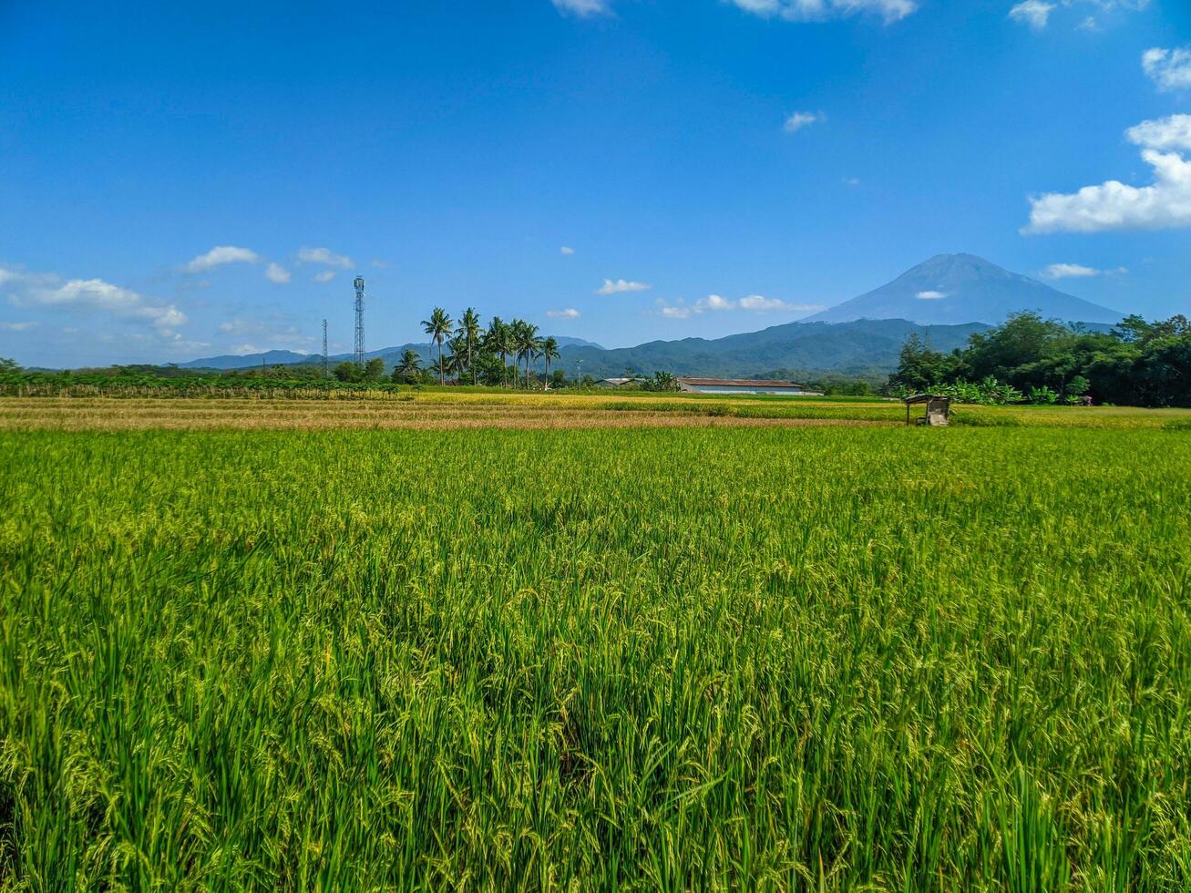 Green rice farm landscape against blue sky and mountains photo