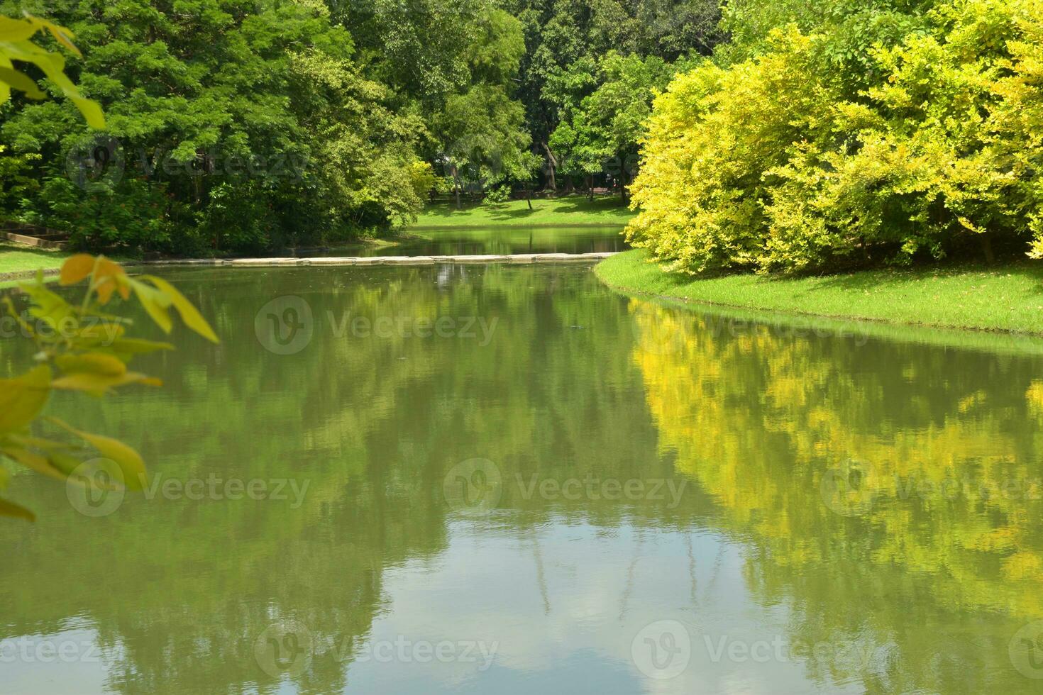 landscape lake and green trees beauty nature in garden Bangkok  Thailand photo