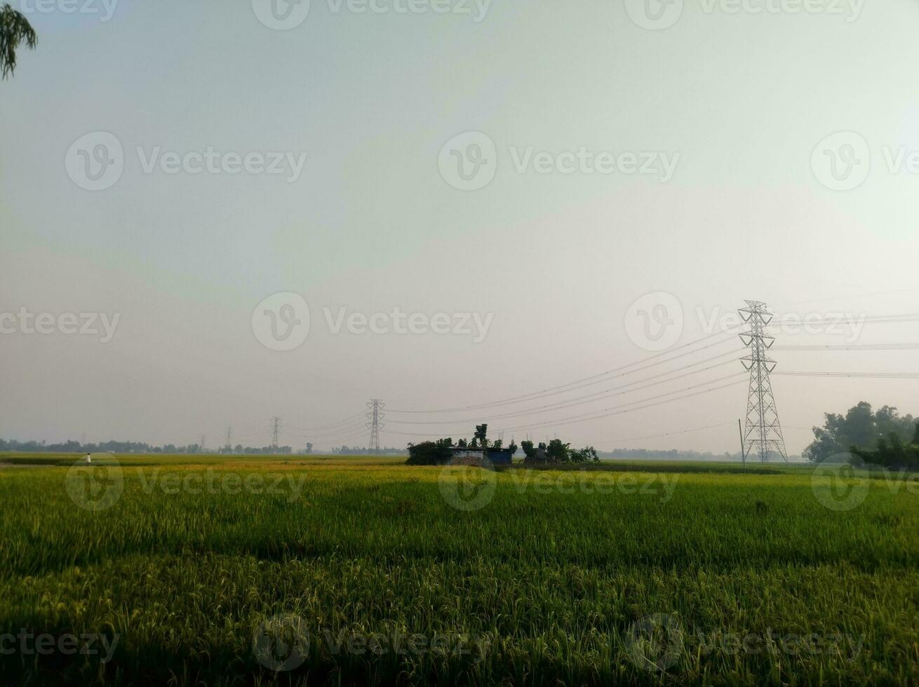 Paddy fields and electricity poles photo