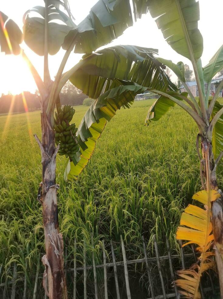 Natural background with a picture of a banana tree photo