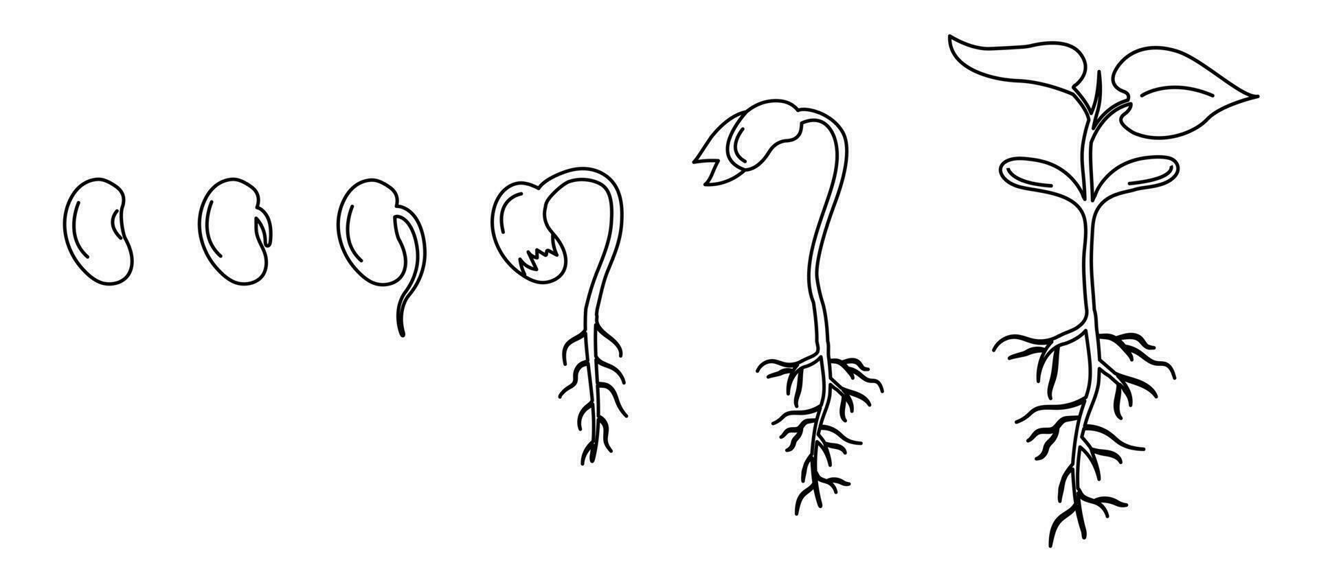 Bean seed germination in stages. Plant growth steps. Infographics of the seedling development process vector