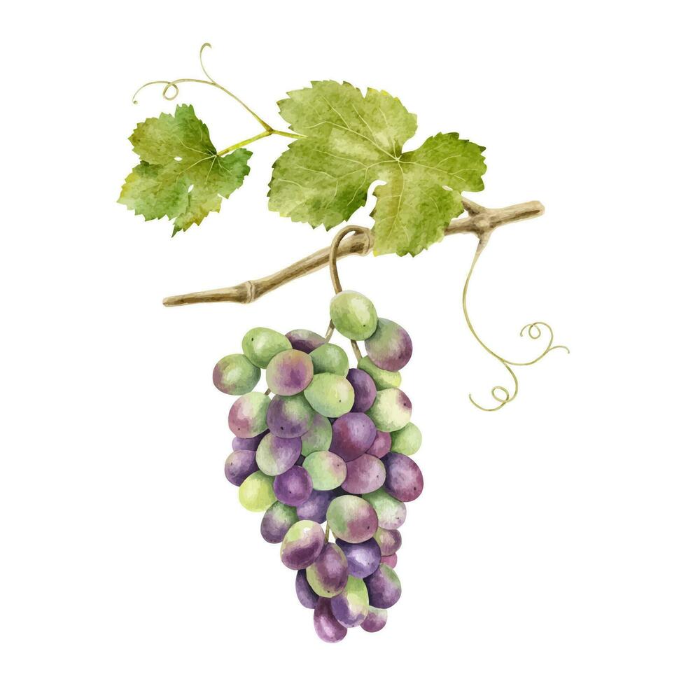 A bunch of grapes with leaves. Grape vine. Watercolor illustrations. Isolated. For the design of labels of wine, grape juice and cosmetics, wedding cards, stationery, greetings, wallpaper, invitations vector