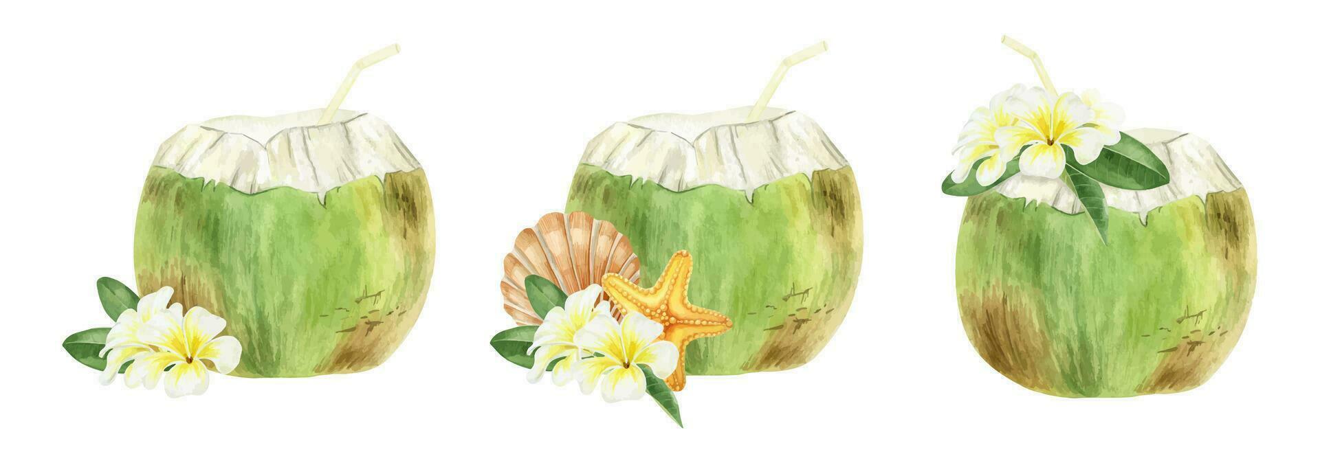 Set of coconut cocktails. Exotic drinks. Tropical cocktails with a straw and plumeria flowers. Isolated watercolor illustration. Food illustration for menu, design or print vector