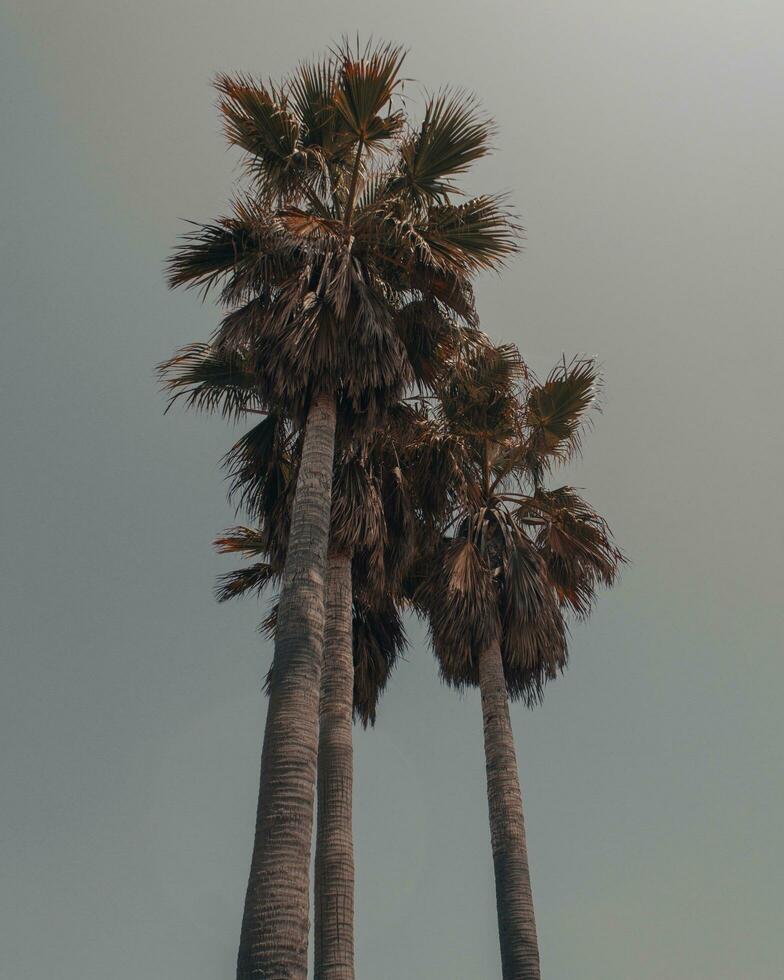 Tall majestic palm trees on green hills photo