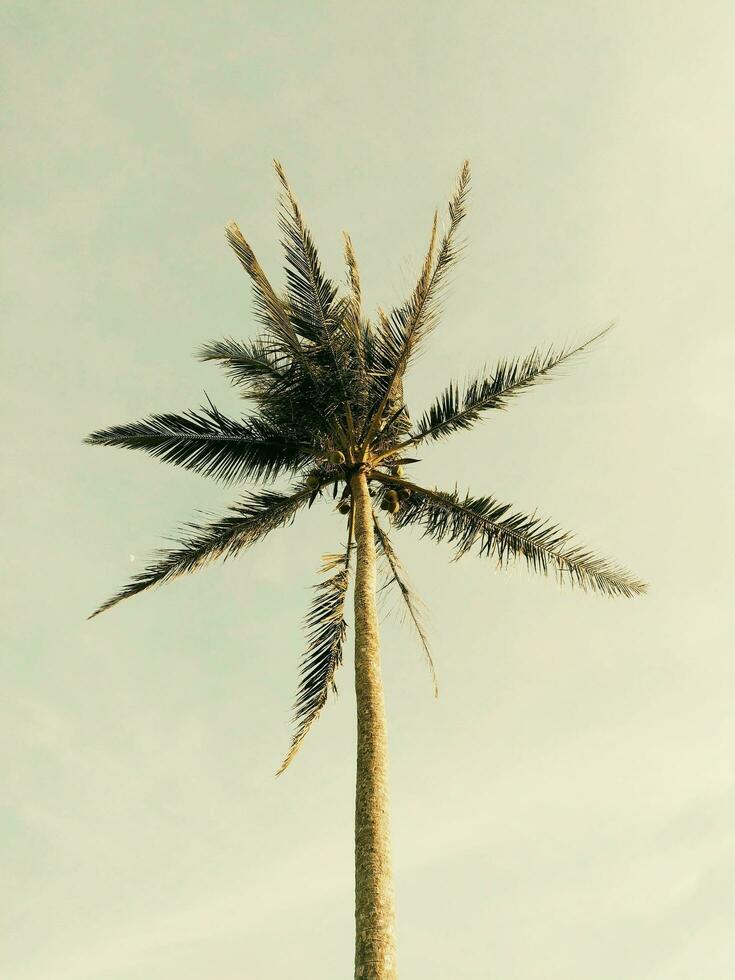 Tall majestic palm trees on green hills photo