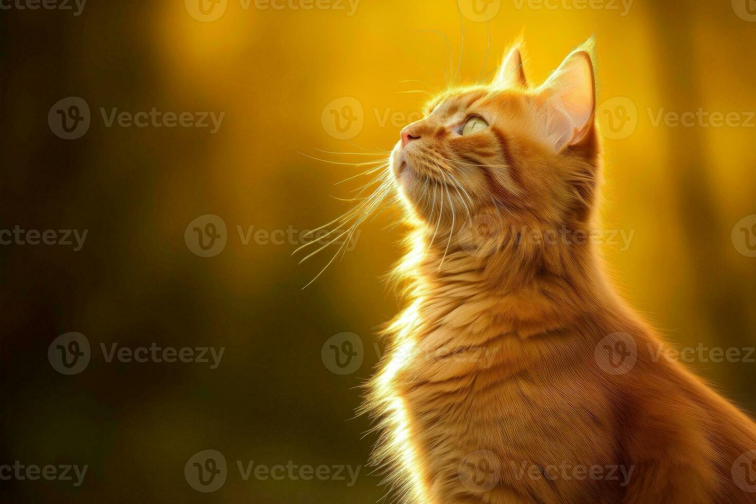 Close-up of cute cat gazing at something with beautiful bokeh background, Generative AI photo