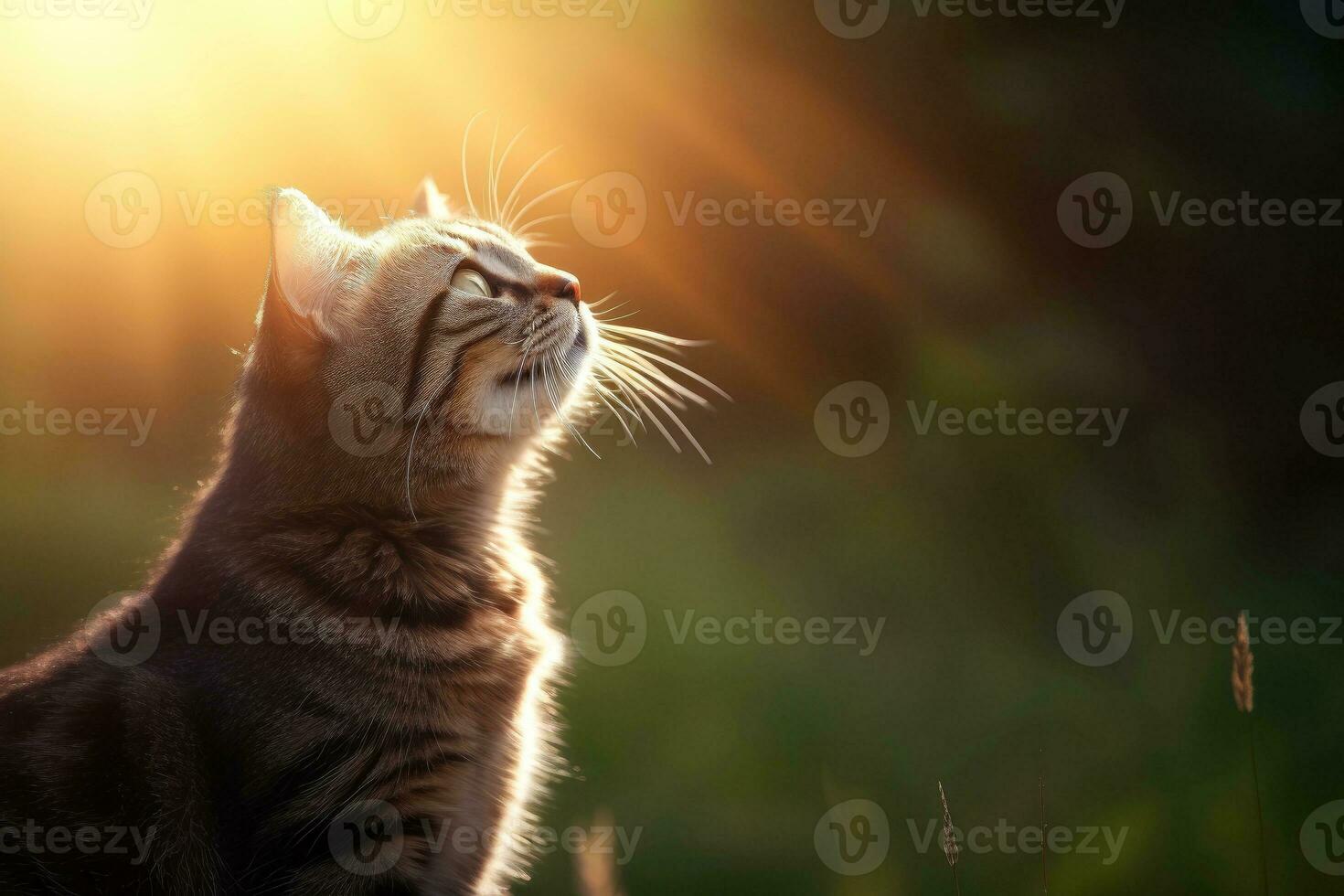 Close-up of cute cat gazing at something with beautiful bokeh background, Generative AI photo