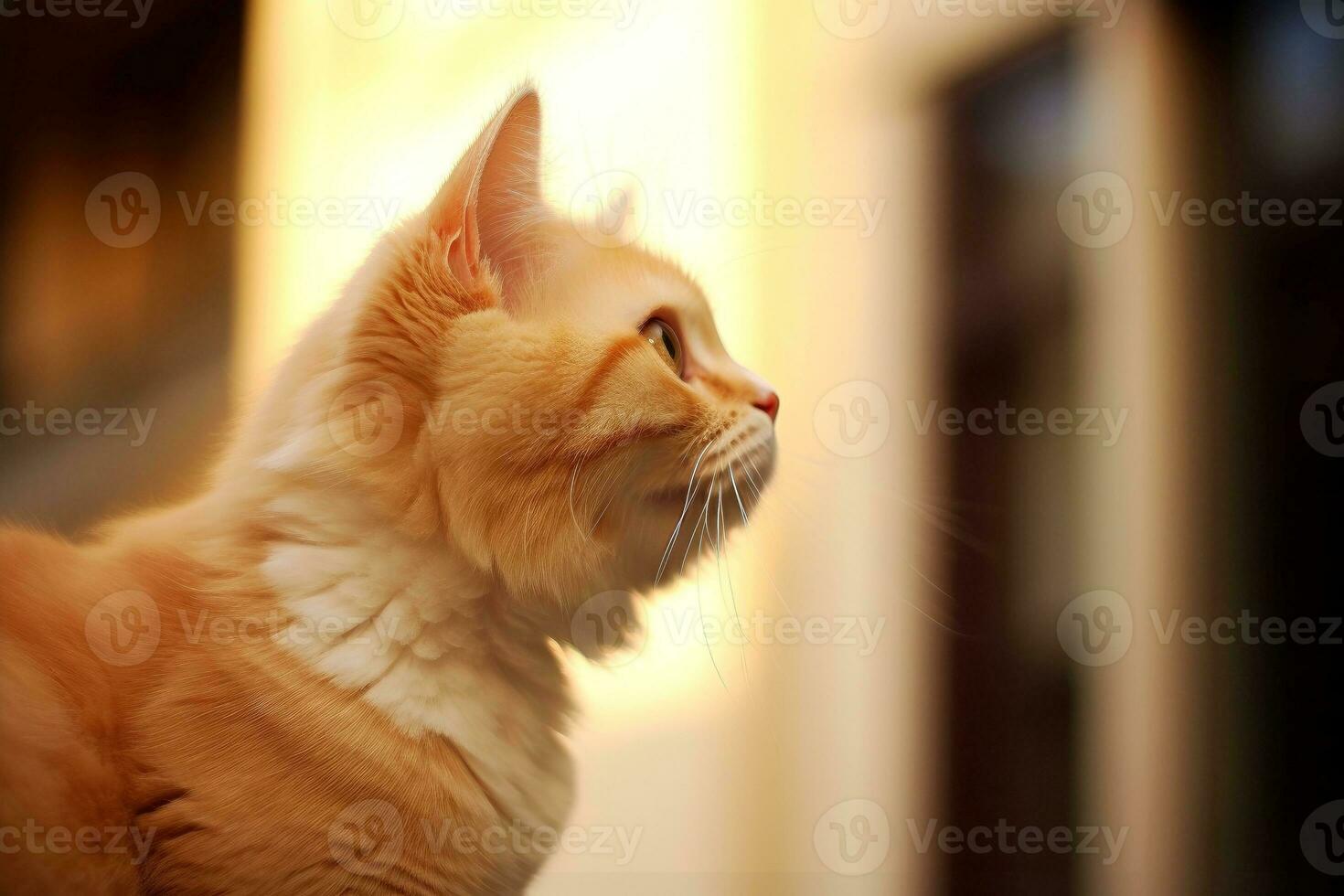 Close-up of cute cat gazing at something with beautiful bokeh background, Generative AI photo