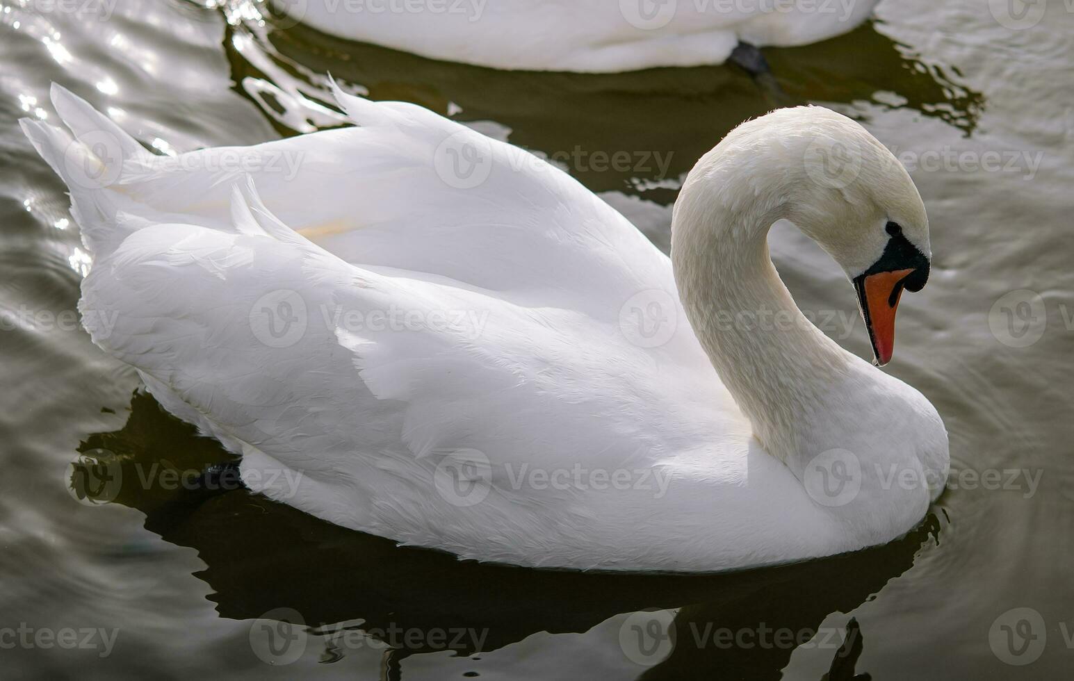 Pareja de hermosa blanco cisnes en lago foto