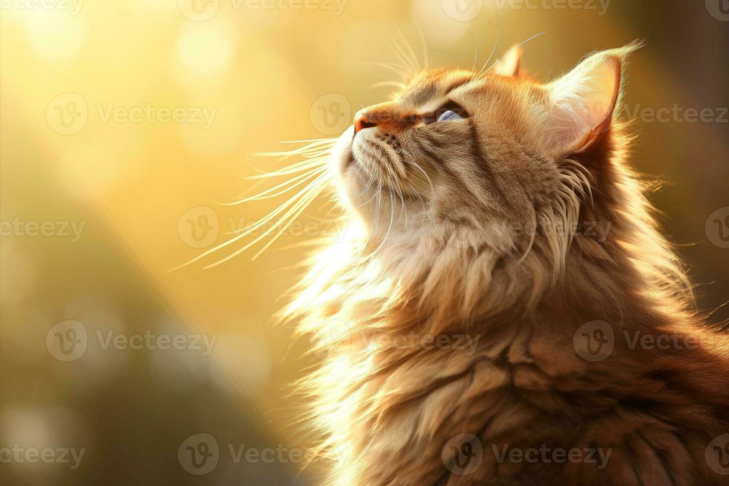 AI generated Close-up of cute cat gazing at something with beautiful bokeh background, Generative AI photo
