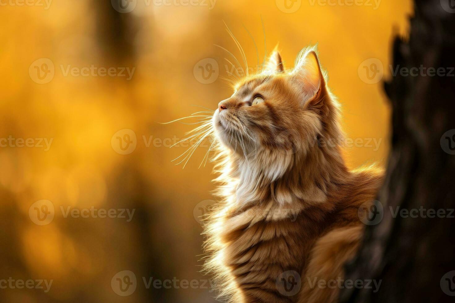 Close-up of cute cat gazing at something with beautiful bokeh background, Generative AI photo
