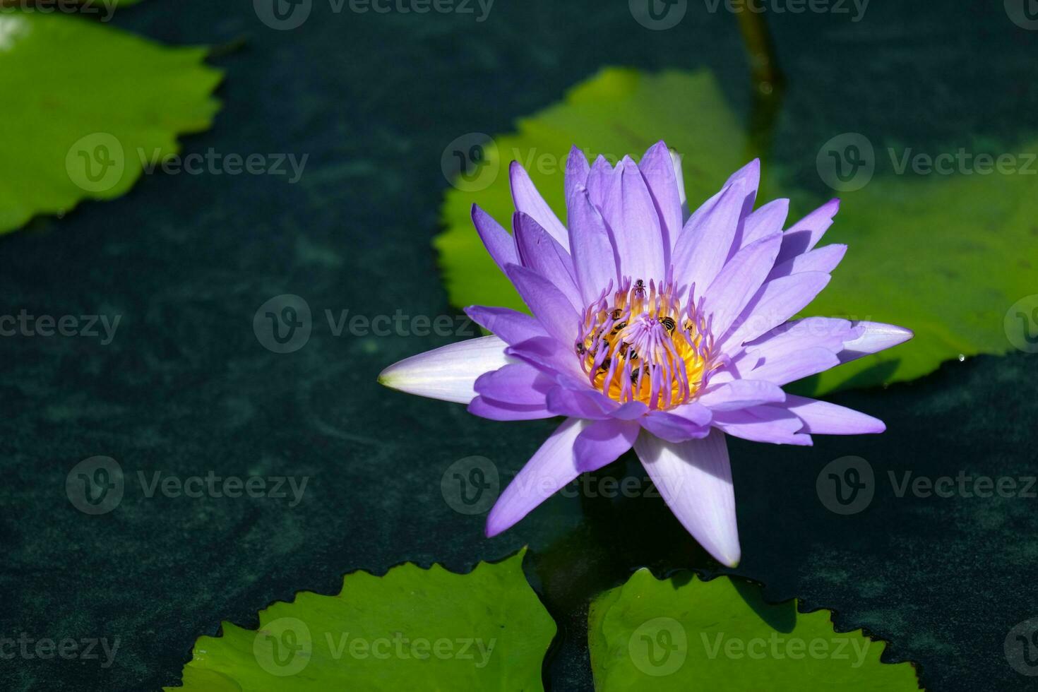 Swarm of insects in lotus pollen and natural pond. photo