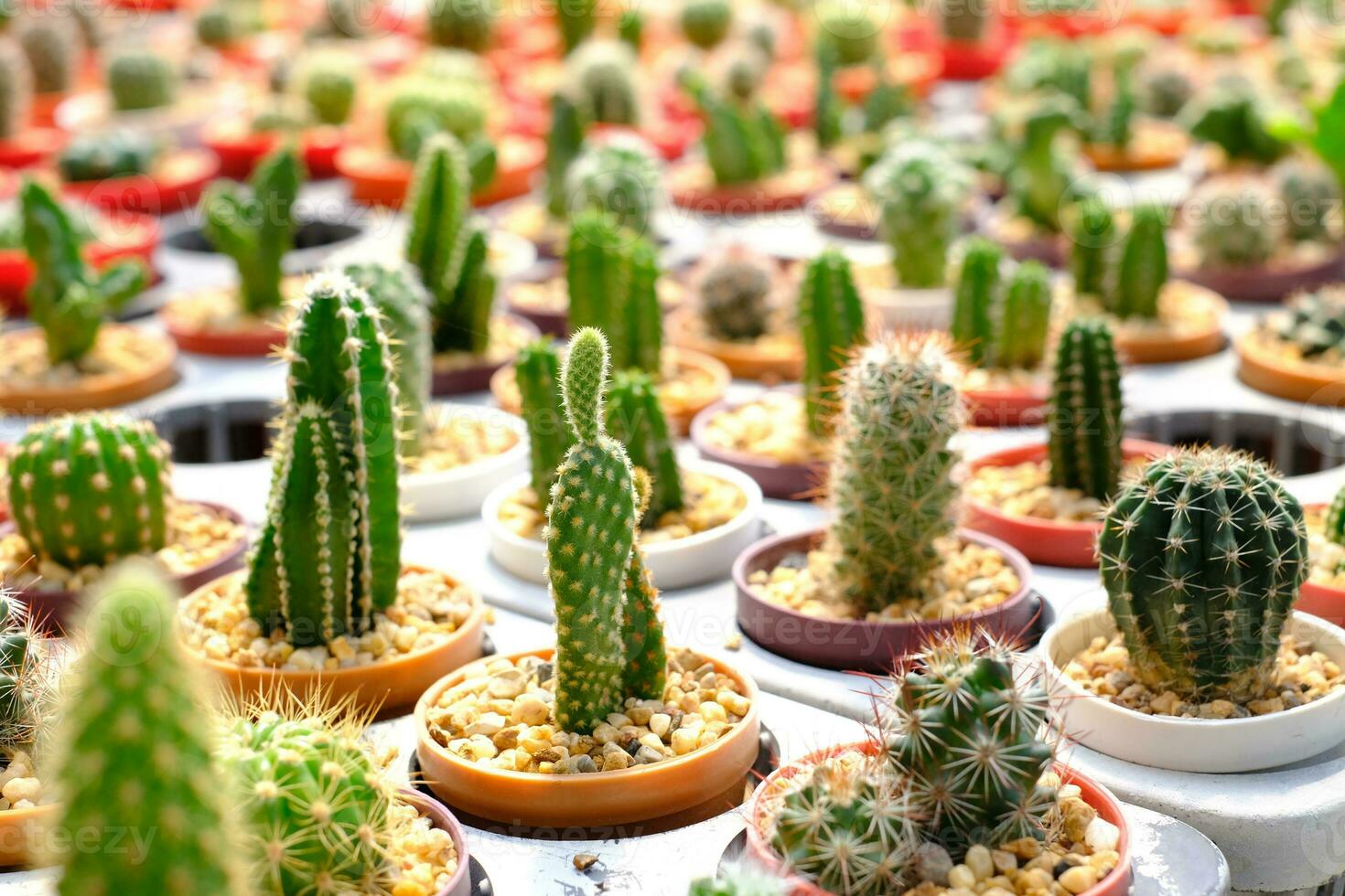 A group of cactus in a small pot in the garden. photo