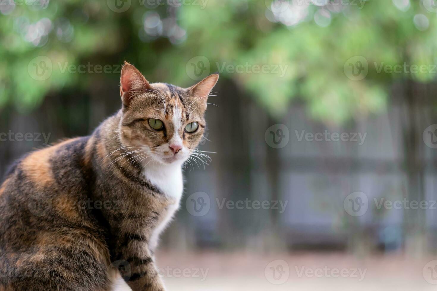 The eyes of a stray cat. looking at something photo