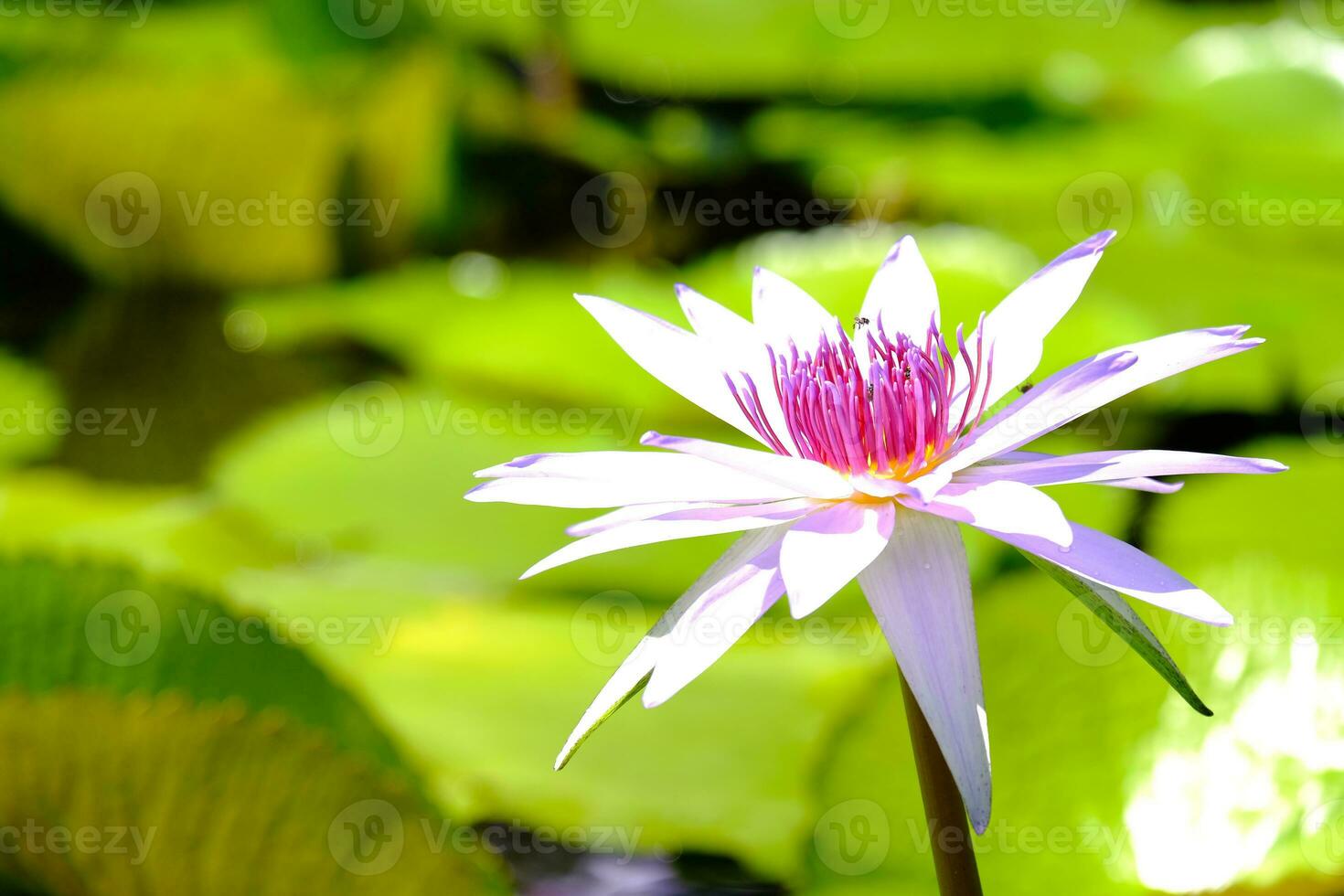 Swarm of insects in lotus pollen and natural pond. photo