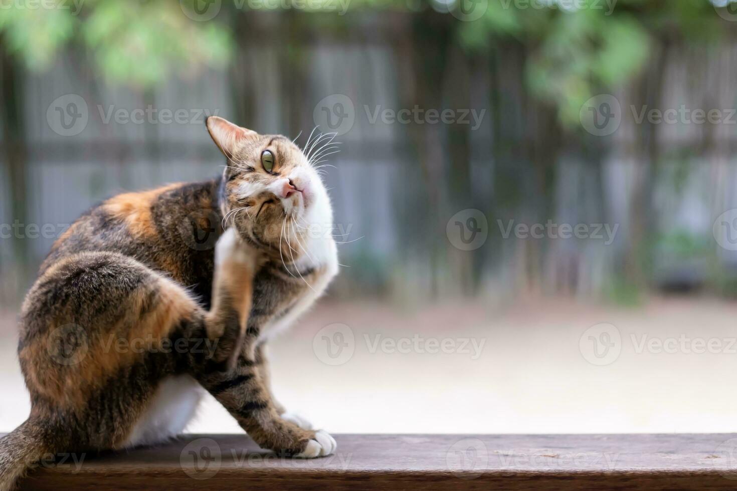 A stray cat is playing with its fur. As he squinted his eyes. feel the cuteness. photo