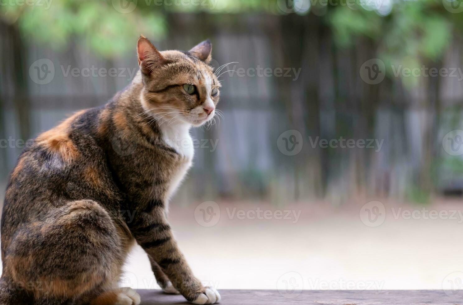 A picture of a stray cat, its eyes, looking at something. photo