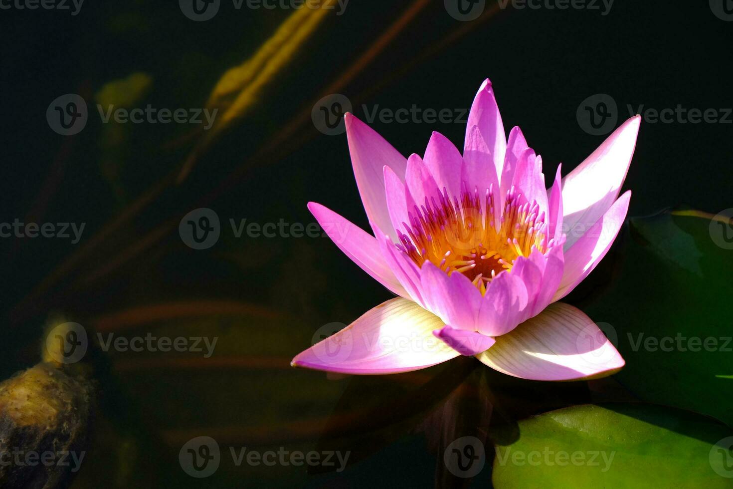 pink lotus flower with underwater nature background. photo