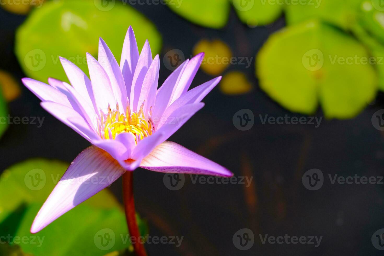 purple lotus flower with natural background in lotus pond. photo