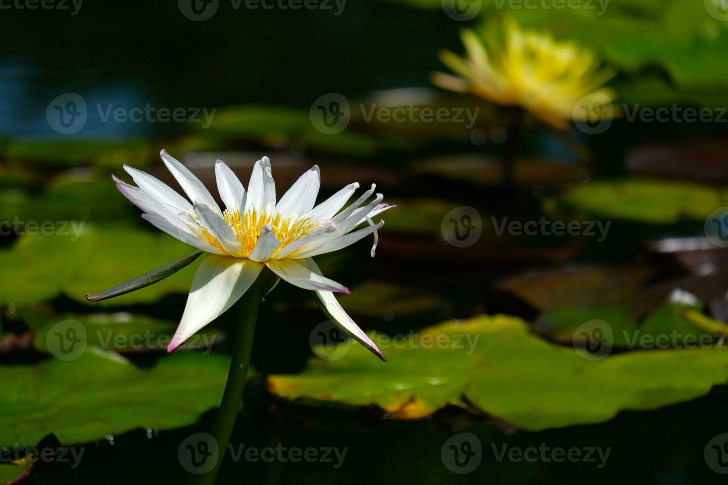 white lotus and nature in the swamp. photo