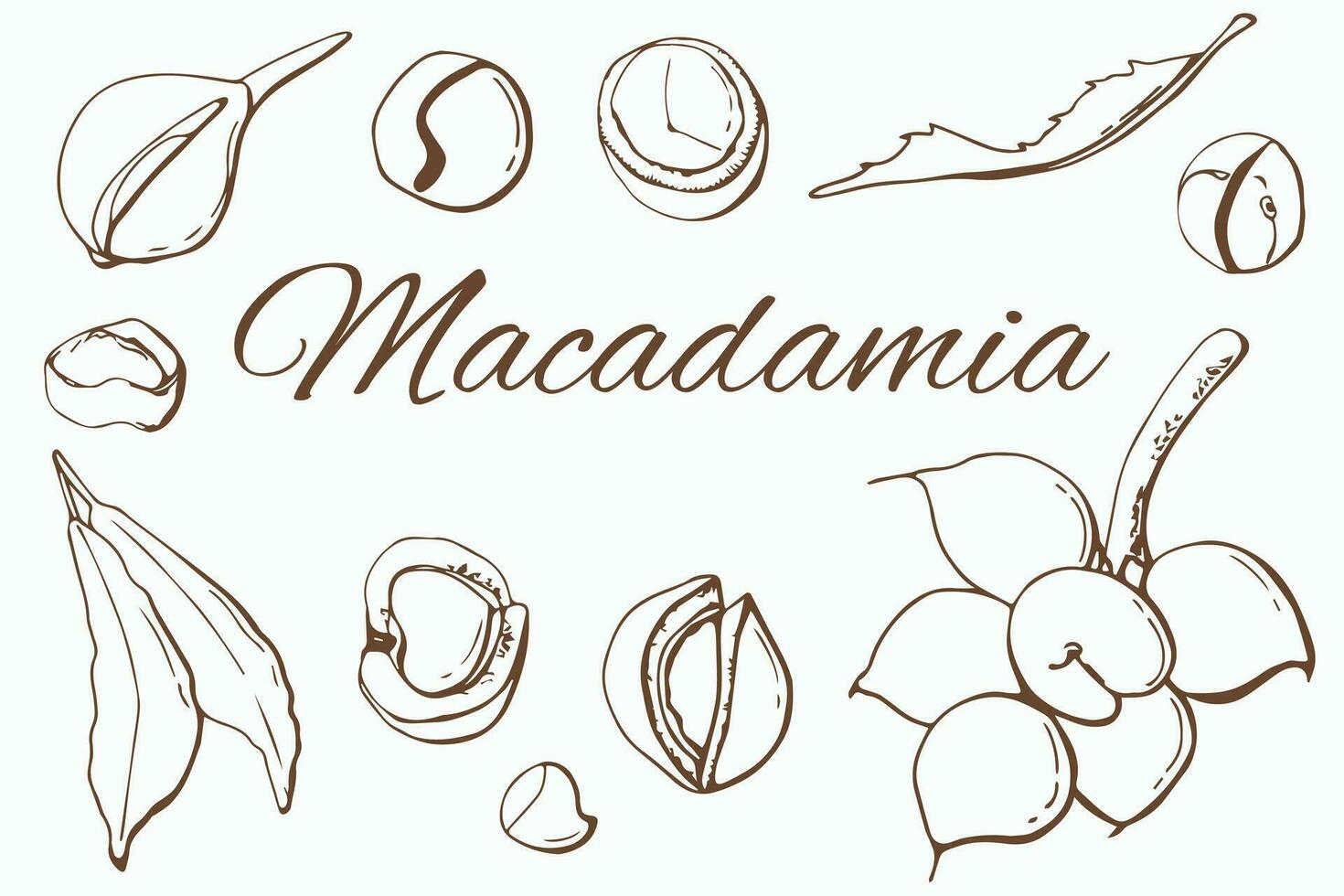 Macadamia nut graph set. White background, isolate. Line art. vector