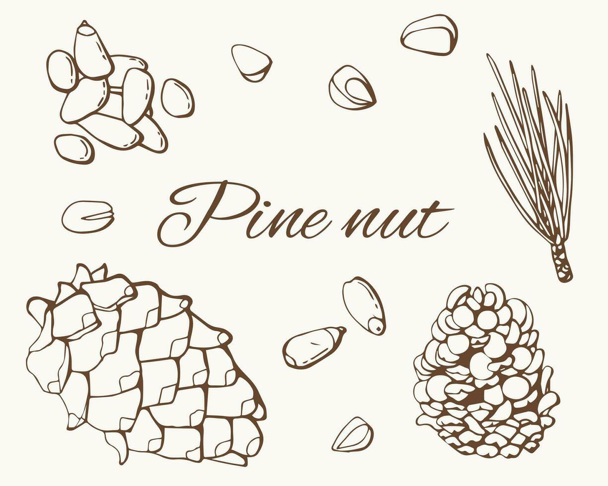 Pine nut graph set. White background, isolate. Line art. vector