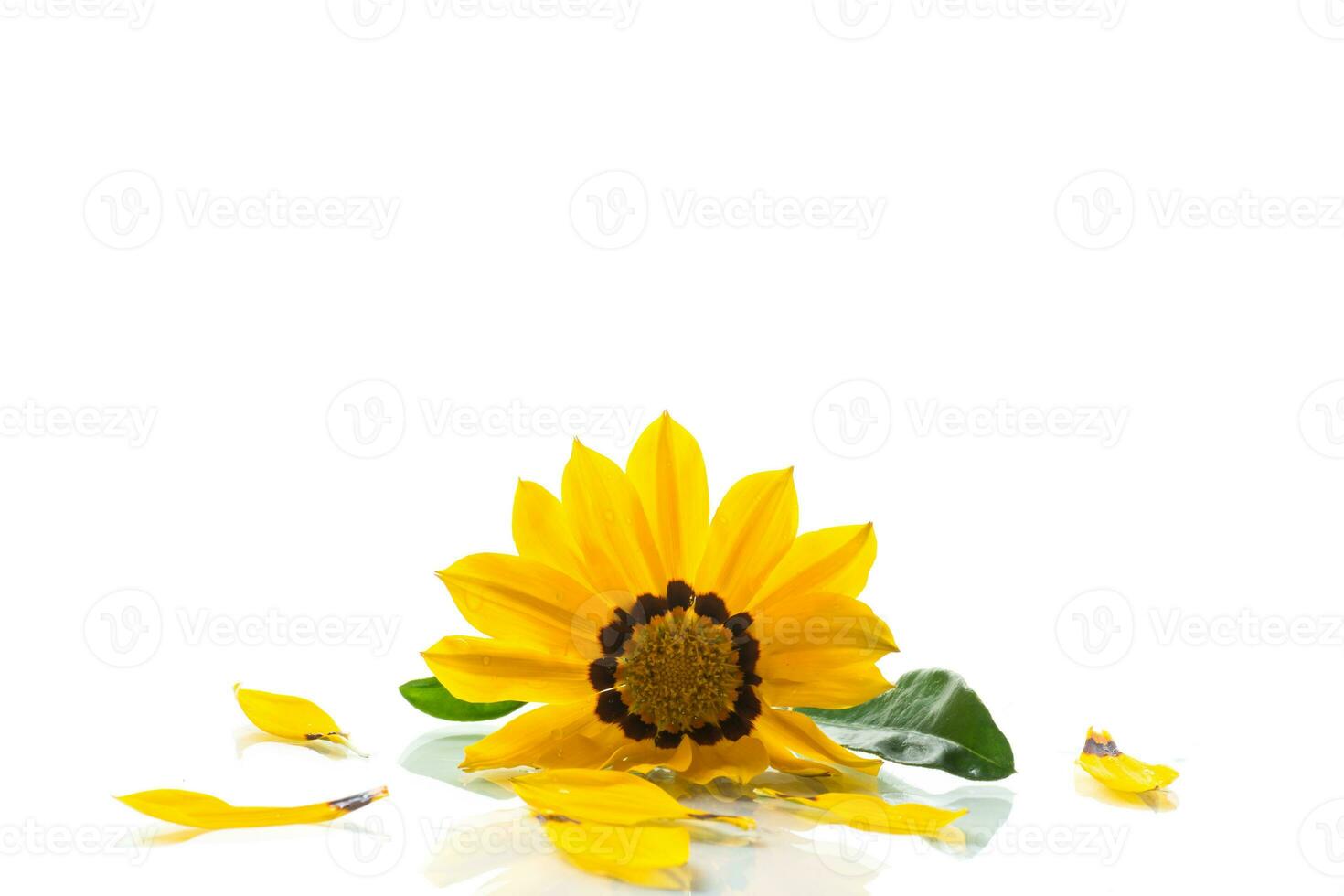 Beautiful yellow Gazania flowers on white background. photo