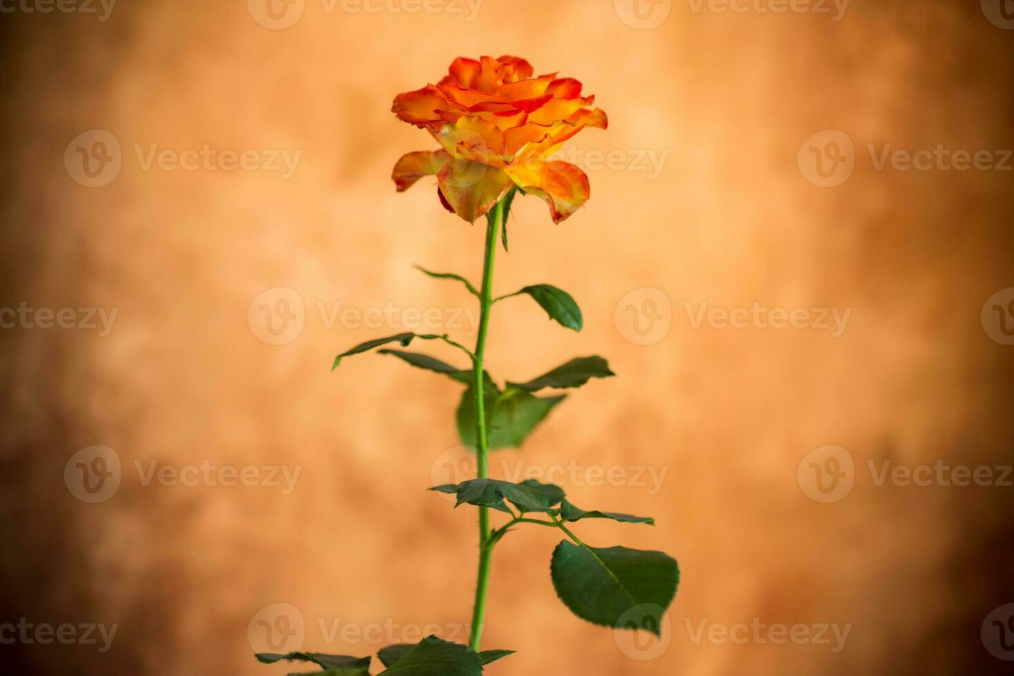 flores de hermosa floreciente amarillo Rosa en marrón antecedentes foto