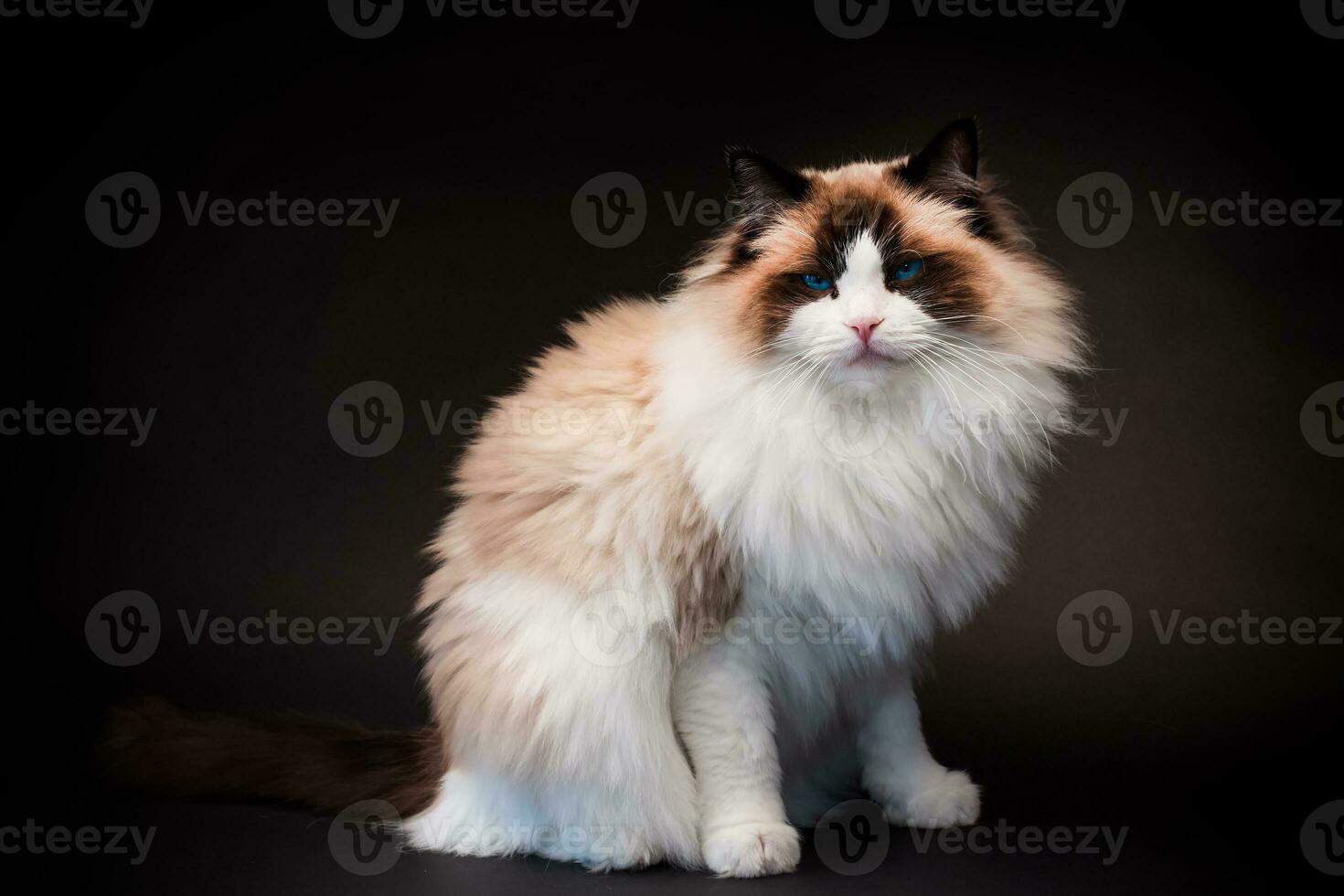 Beautiful young healthy Ragdoll cat on a black background. photo