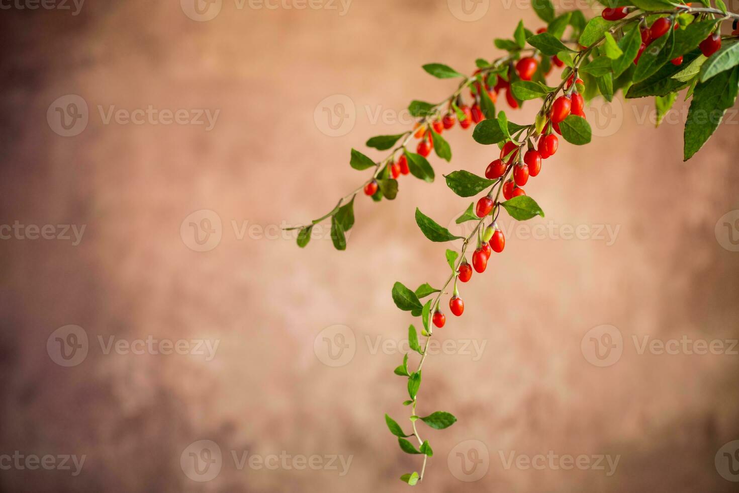 Branch with ripe red goji berry on brown background photo