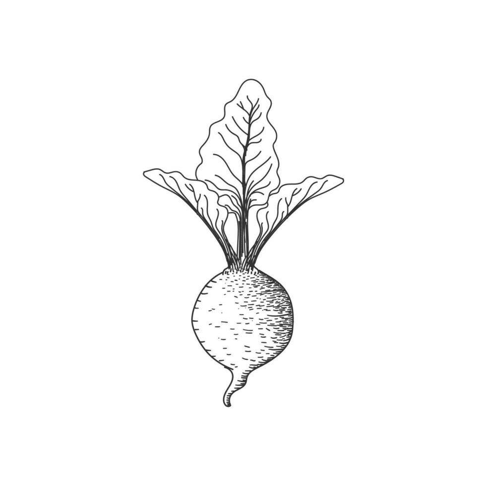 Isolated Hand Drawn Sketch of Beet Plant Tubers Illustration vector