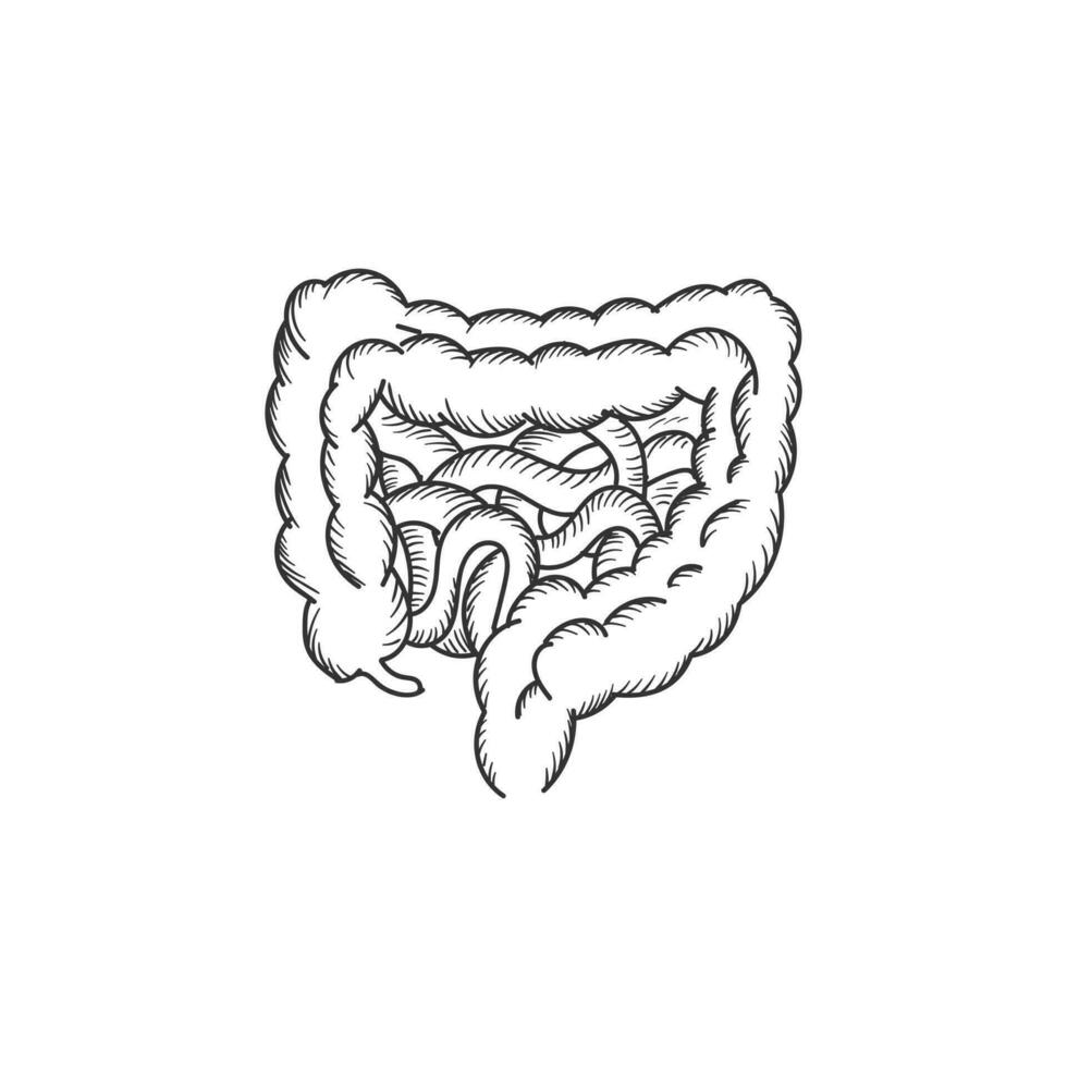 Vintage Isolated Cross Section of the Human Small and Large Intestine or Colon for Medical Internal Organ Education vector