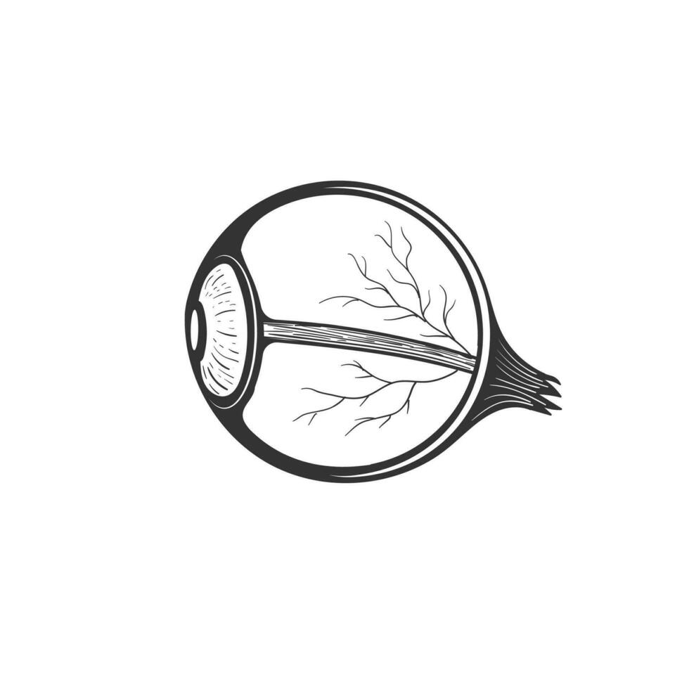 Isolated Cross Section of the Human Eyeball for Medical Education vector