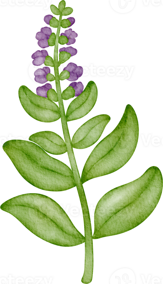 watercolor spice sage leaves png