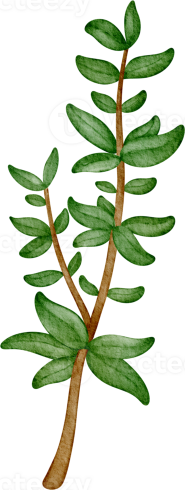 watercolor spice Thyme png