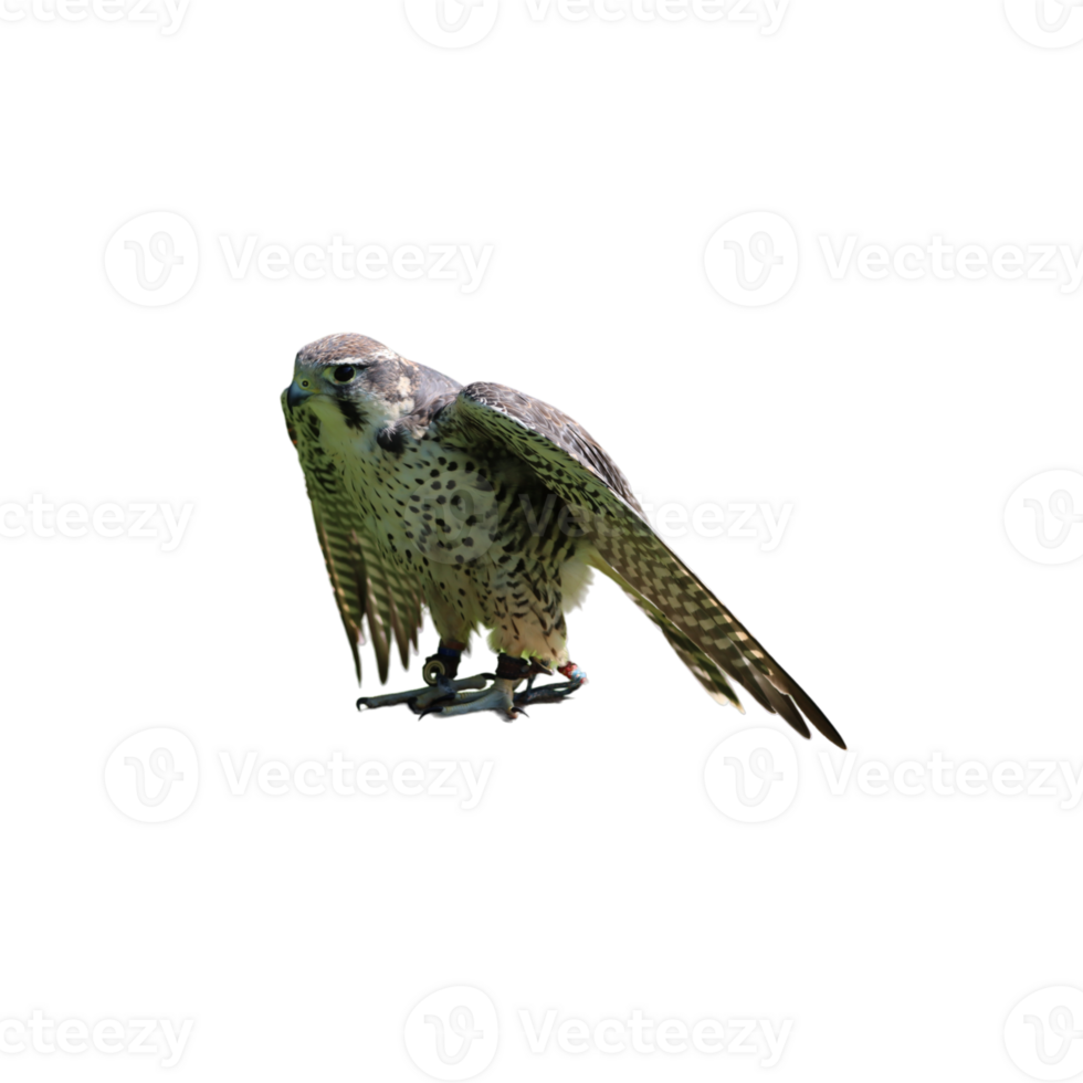 Bird of prey falcon png