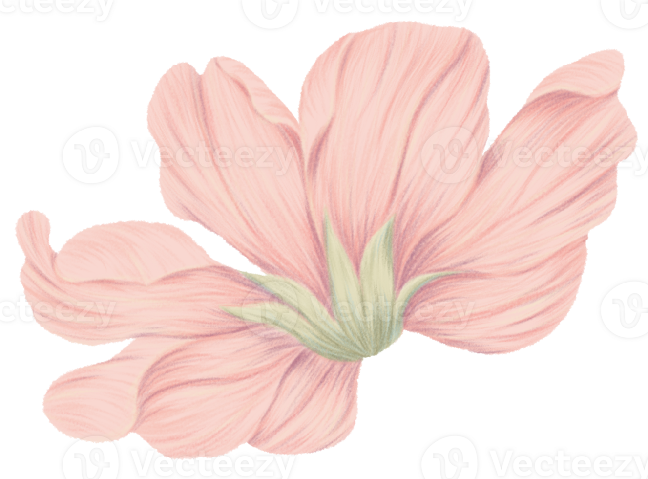 Kosmos Blume Clip Art Farbstift Stil png