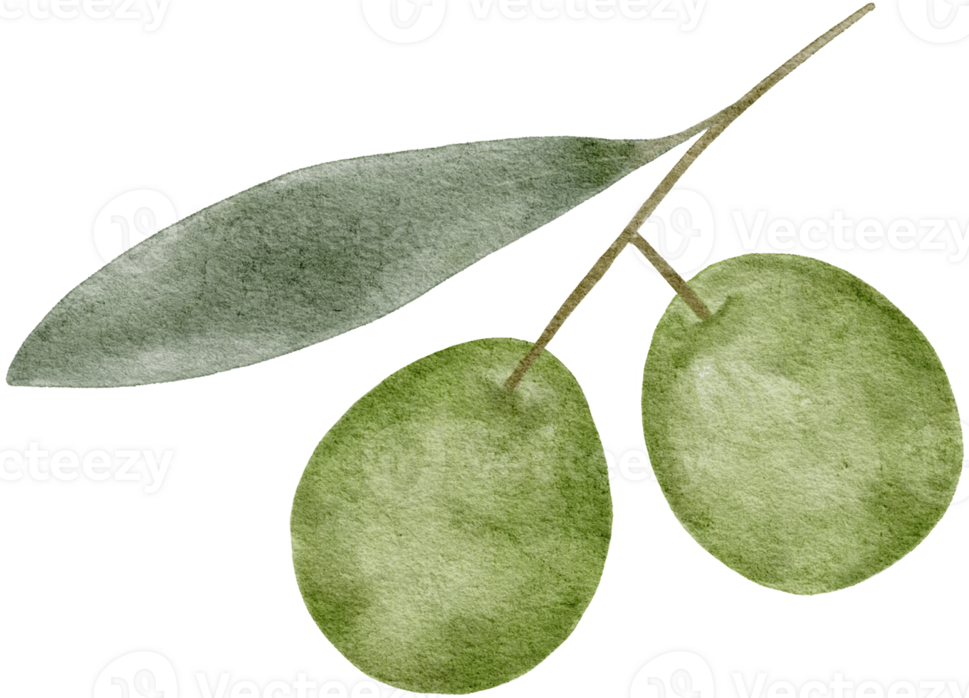 Aquarell Olive Blätter Clip Art Illustration png