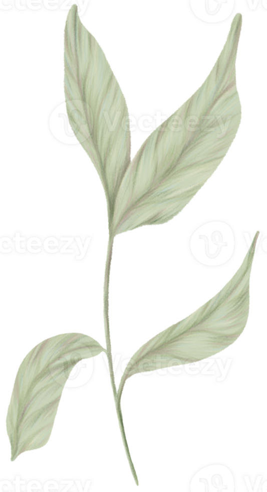 Greenery Leaves clipart color pencil style png