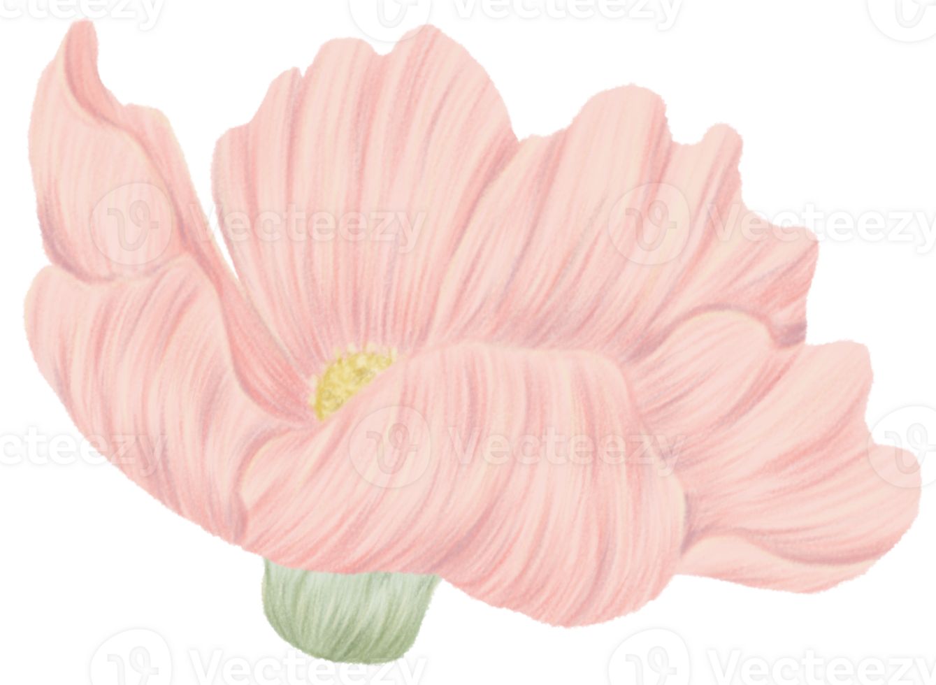 Kosmos Blume Clip Art Farbstift Stil png